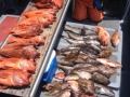 Morro bay fishing charters
