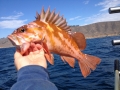 Pacific charters Morro Bay Fishing