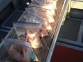 Pacific charters Morro Bay Fishing