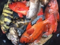 Pacific charters Morro Bay Fishing