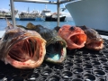 Pacific charters Morro Bay Fishing