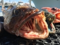 Pacific charters Morro Bay Fishing