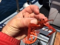 Pacific charters Morro Bay Fishing