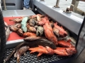 Pacific charters Morro Bay Fishing