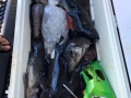 Pacific charters Morro Bay Fishing