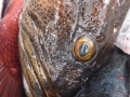 Pacific charters Morro Bay Fishing