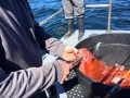 Pacific charters Morro Bay Fishing