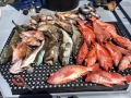 Pacific charters Morro Bay Fishing