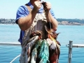 Pacific charters Morro Bay Fishing
