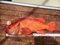 Pacific charters Morro Bay Fishing