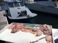 Pacific charters Morro Bay Fishing