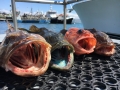 Morro bay fishing charters