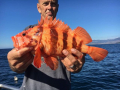 Tiger Rock fish Morro Bay Fishing, Deep Sea fishing, Rock cod