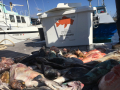 Morro Bay Fishing, Deep Sea fishing, Rock cod