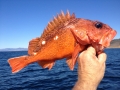 Morro bay fishing charters
