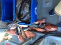Morro bay fishing charters