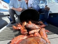 boatfish4 Morro Bay Fishing, Deep Sea fishing, Rock cod