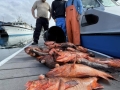 Morro Bay Fishing, Deep Sea fishing, Rock cod