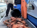 Morro Bay Fishing, Deep Sea fishing, Rock cod