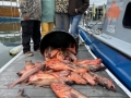 Morro Bay Fishing, Deep Sea fishing, Rock cod